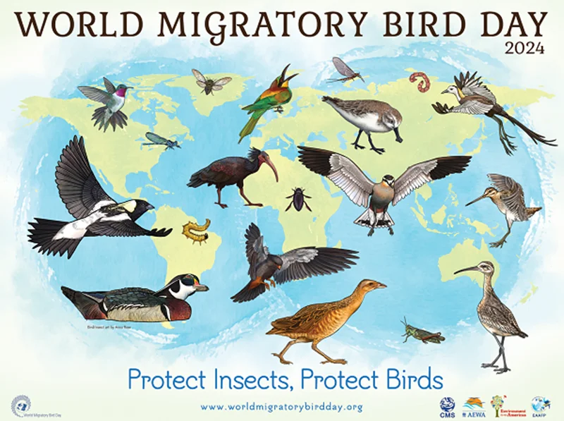 نقش تشکل‌های مردم‌نهاد در نجات پرندگان مهاجر