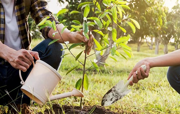 به زمین، درخت هدیه کنید