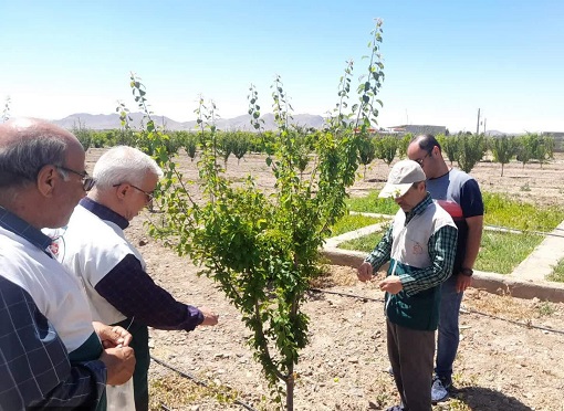 یک خیّر شاهرودی محصولات 60 درخت میوه را به نیازمندان اختصاص داد