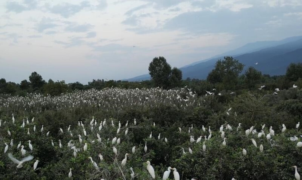 نگاهی به سه مستند تحسین‌شدۀ محیط زیستی در جشنواره «سینماحقیقت»