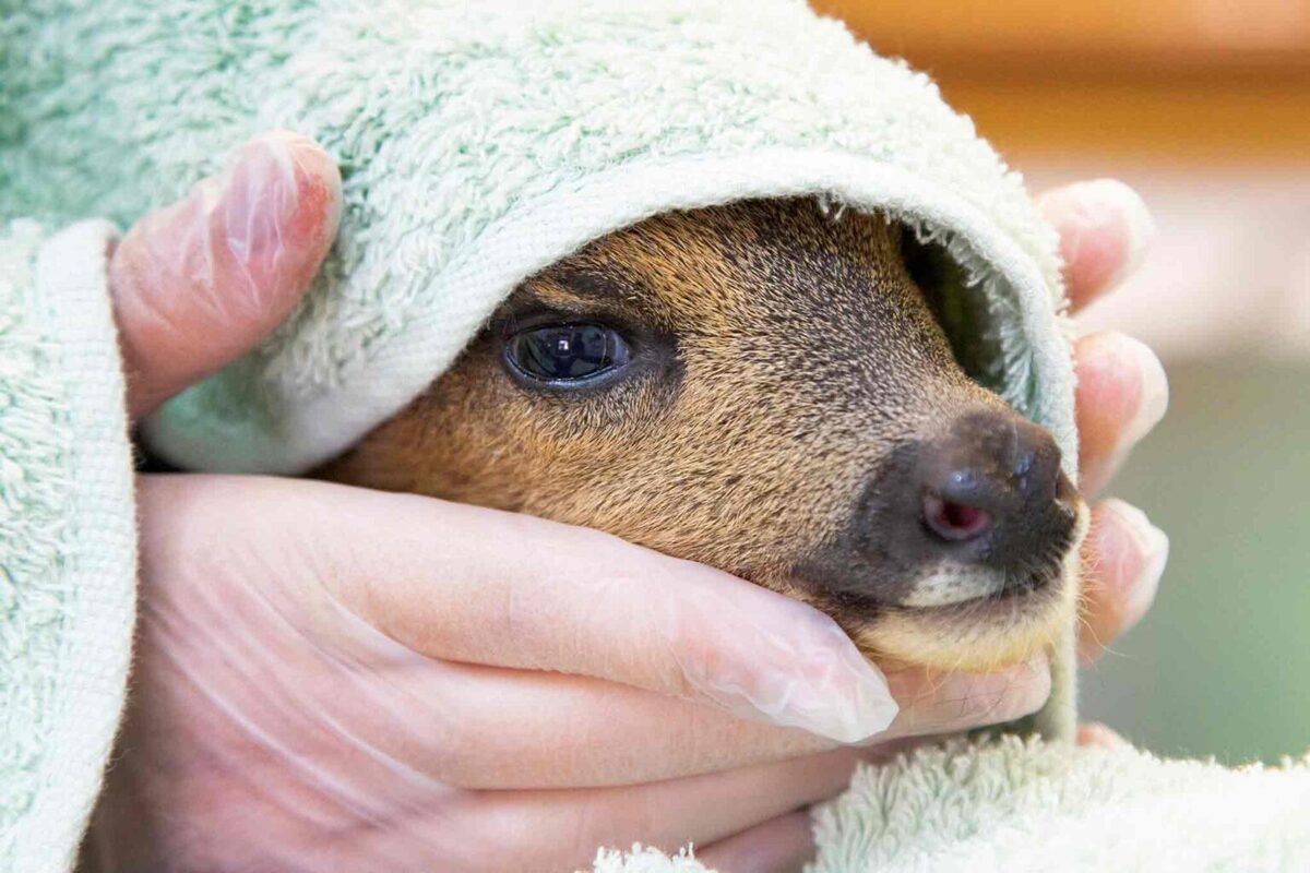 وقتی حیات وحش به فرزندخواندگی پذیرفته می‌شود