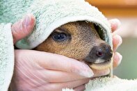 وقتی حیات وحش به فرزندخواندگی پذیرفته می‌شود