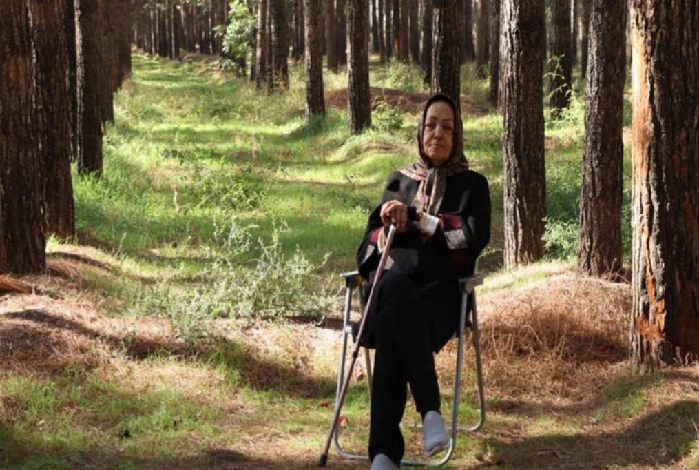 درختانی که شهر را نجات دادند درختانی که شهر را نجات دادند