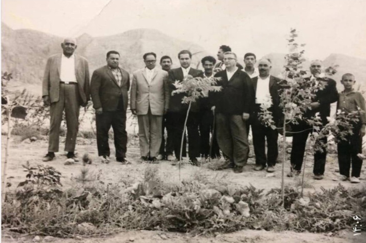 درختانی که شهر را نجات دادند