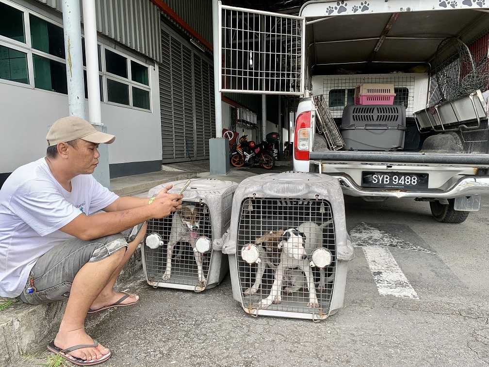 یک سازمان مردم‌نهاد در مالزی خواستار حمایت و سرپرستی مسئولانه حیوانات بی‌سرپناه در محیط‌های کاری شد