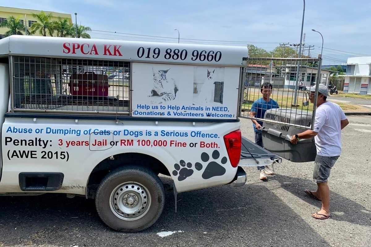 یک سازمان مردم‌نهاد در مالزی خواستار حمایت و سرپرستی مسئولانه حیوانات بی‌سرپناه در محیط‌های کاری شد