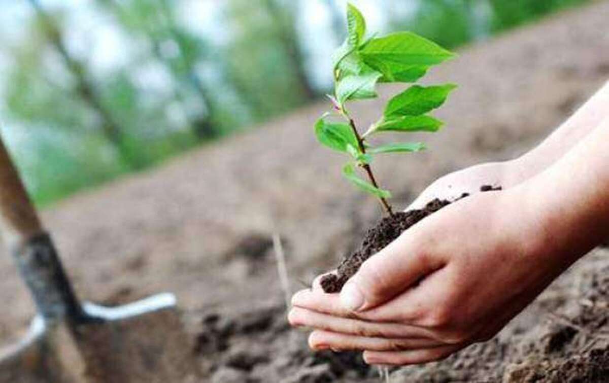 محیطی سبز در هنگامۀ عزا: ایدههایی برای محرم همگام با محیط زیست