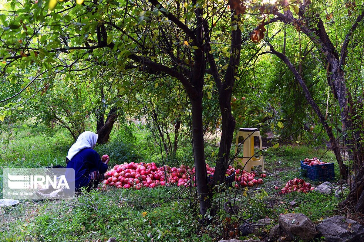 باغدار زواره‌ای سه تن از محصولات درختان انار خود را به مددجویان کمیته امداد اهدا کرد