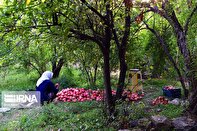 باغدار زواره‌ای سه تن از محصولات درختان انار خود را به مددجویان کمیته امداد اهدا کرد