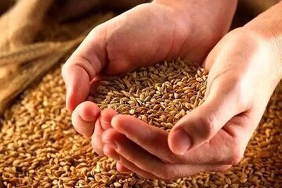 رشد ۳۰۰ درصدی پرداخت زکات در تاکستان