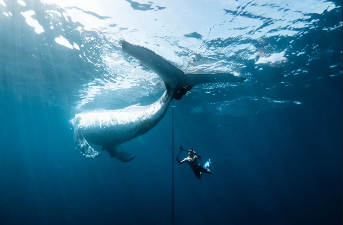 دغدغه‌های زیست‌محیطی در قالب مسابقه عکاسی «اقیانوسیه ۲۰۲۵»