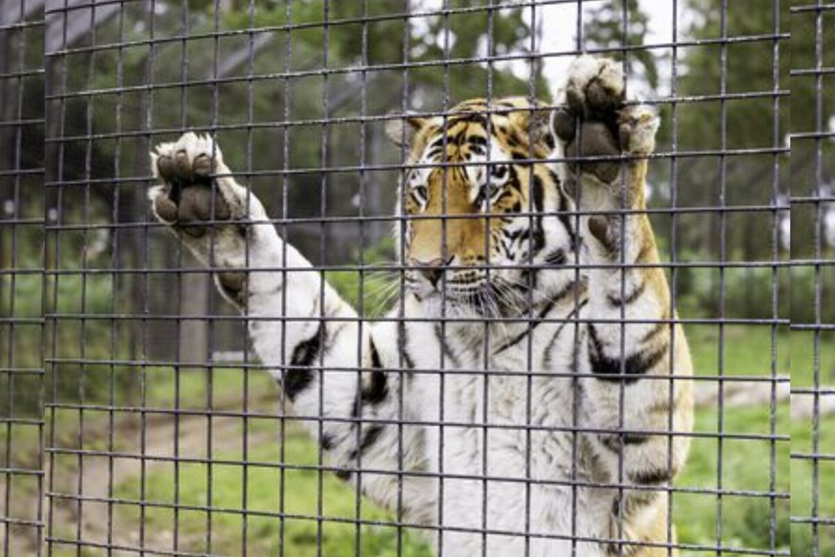 اولویت سازمان حفاظت محیط زیست، مشارکت مردم در حفاظت از حیات‌وحش است