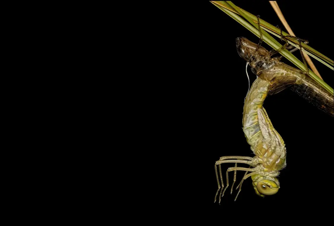 دغدغههای زیستمحیطی در قالب مسابقه عکاسی «اقیانوسیه ۲۰۲۵» دغدغههای زیستمحیطی در قالب مسابقه عکاسی «اقیانوسیه ۲۰۲۵»