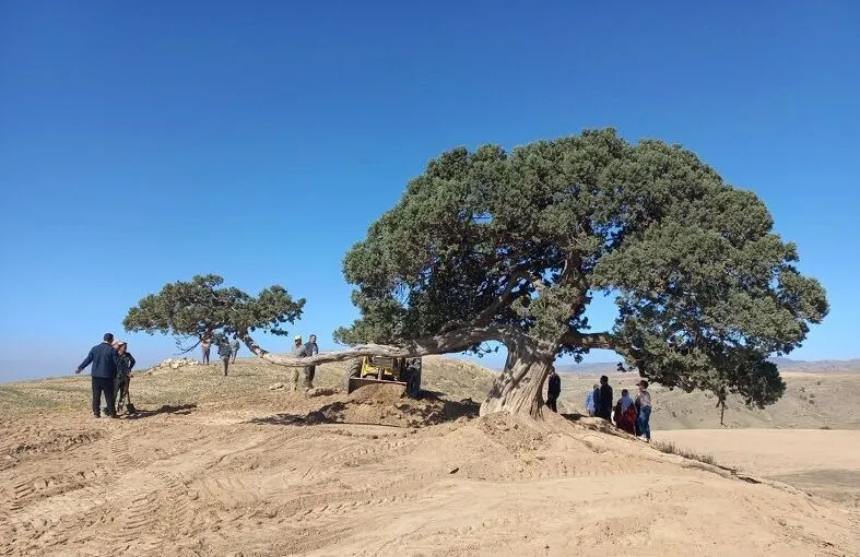 درخت چند ساله