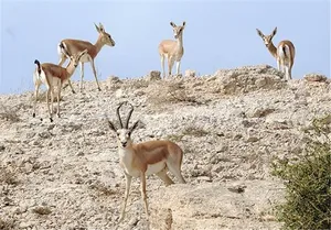 شایعه فرار آهو‌های خارک از بمباران؛ از واکنش مردم تا ابعاد حقوقی