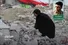 ایرانِ استوار در دو شعر حماسی از «علی فرزانه موحد»