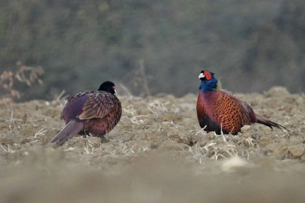 سرشماری حیات وحش