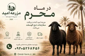 «مزرعه امید»؛ آمادۀ دریافت سفارش ذبح گوسفند در ماه محرم