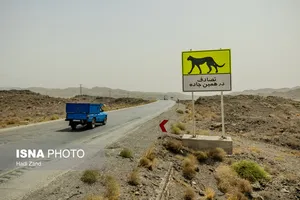 استقرار محیط بانان ۸ استان در اطراف جاده مرگ یوزپلنگ