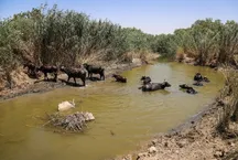 مطالبه لغو مجوز توسعه میدان نفتی سهراب برای حفاظت از هورالعظیم