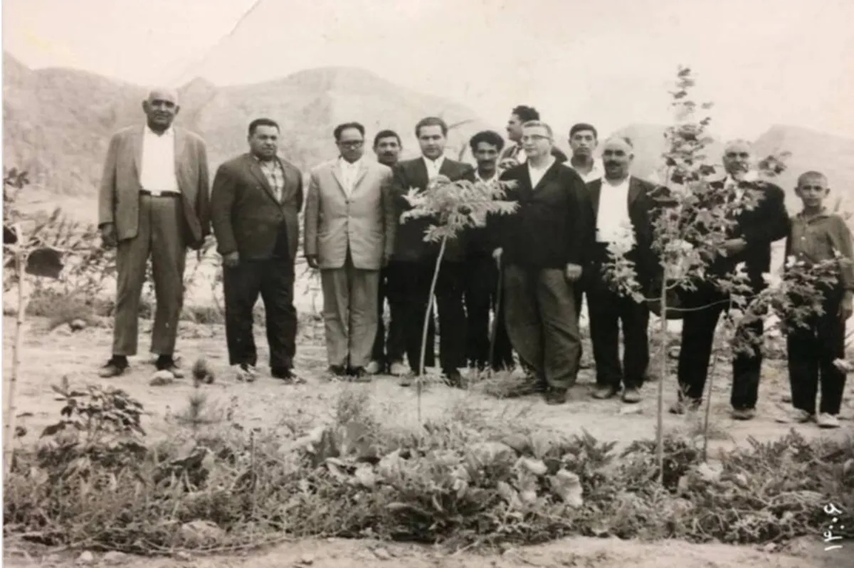 درختانی که شهر را نجات دادند