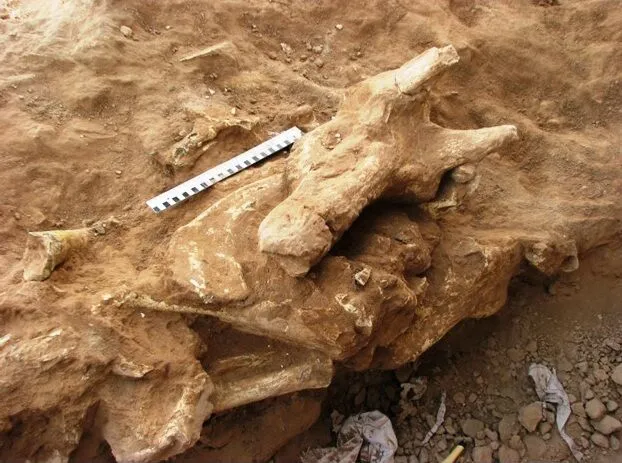  گروه زمین‌شناسی دفتر موزه ملی تاریخ طبیعی و ذخایر ژنتیکی سازمان حفاظت محیط زیست پ