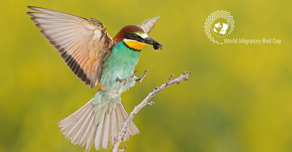 Bee-eater catching a bee © Canva.com